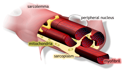 musclefibre1