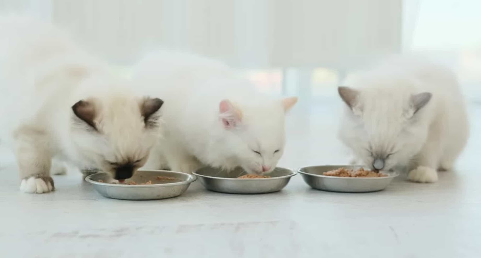 Choosing The Right Dry Food For Your Kitten