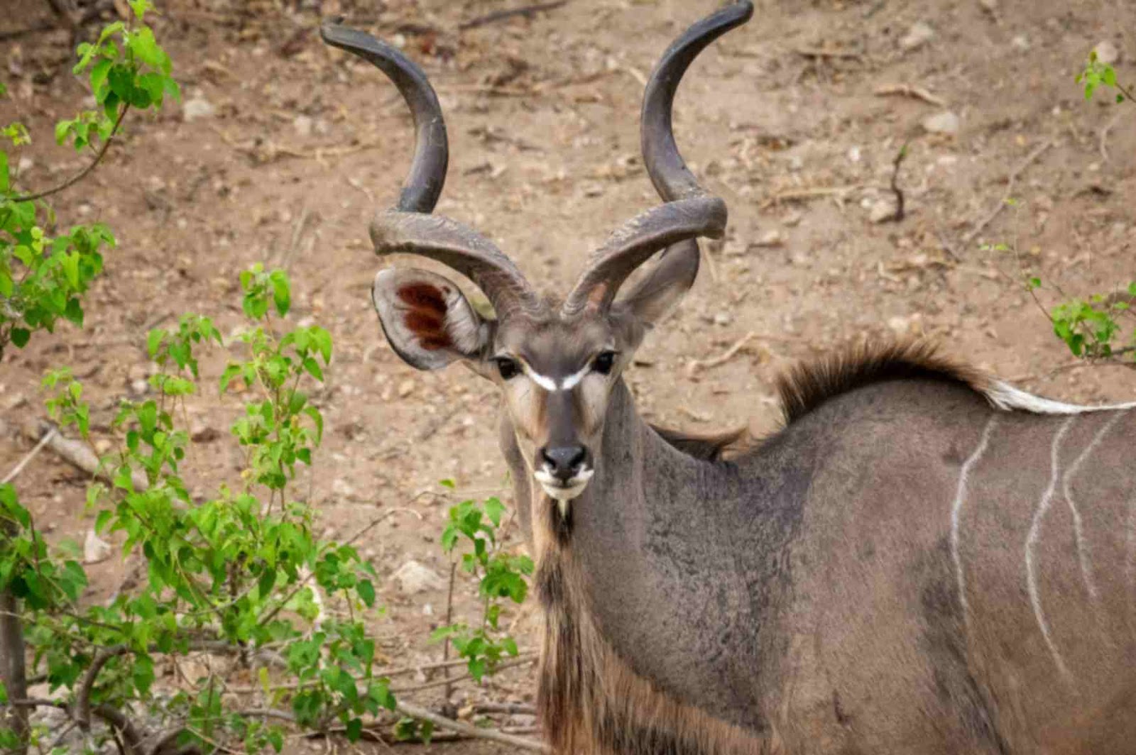 kudu is an antelope bearing spiraled horns, large ears, and white body stripes find them in  chobe national park