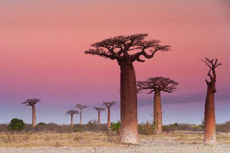 Obsah obrázku venku, obloha, baobab, krajina

Popis byl vytvořen automaticky