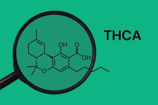THCA molecular structure is magnified by a magnifying glass