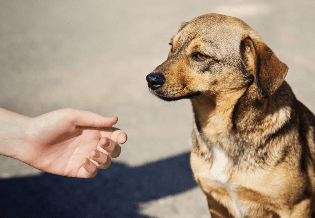 ¿Cuánto dura el celo de un perro?