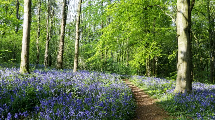 Take Some Pictures at the Bluebell Wood