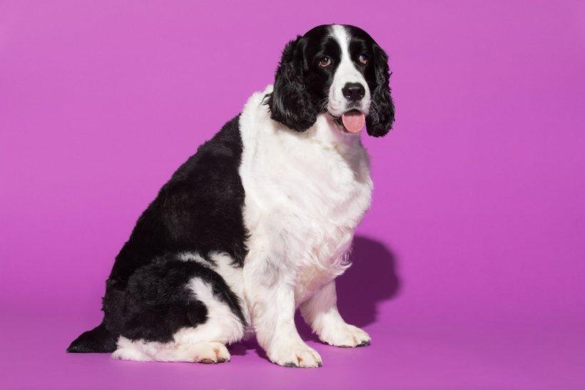 A portrait of Daisy, a five-year-old English springer spaniel.