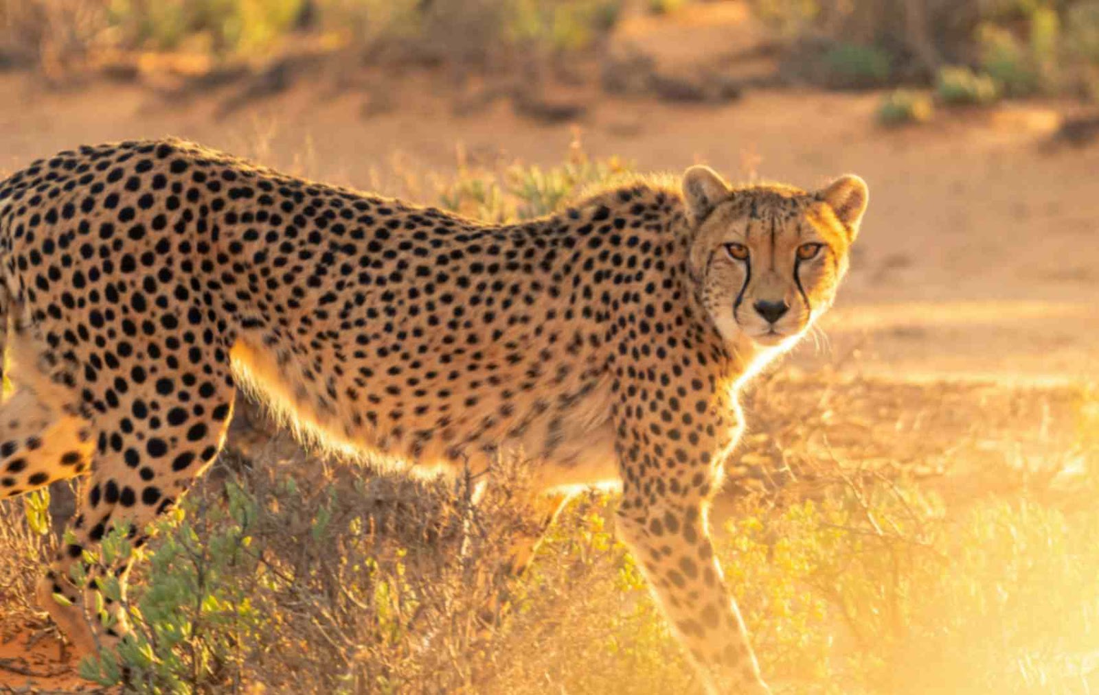 cheetah is one of the fastest animal on land at Chobe National Park. .