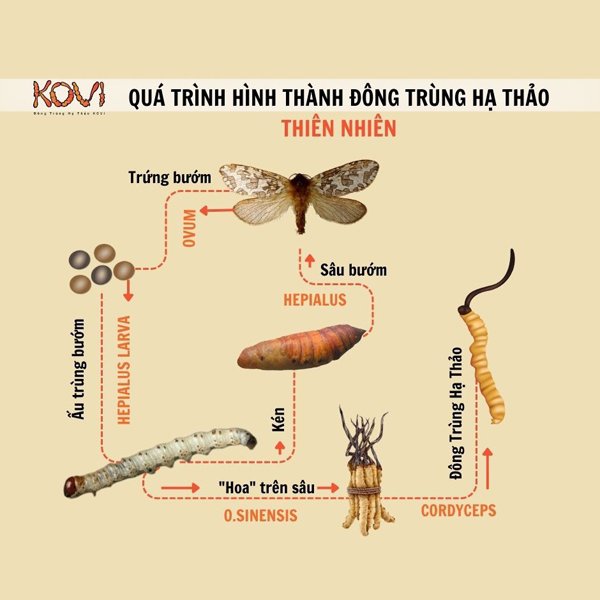 Đặc điểm của nấm Cordycepin trong môi trường tự nhiên