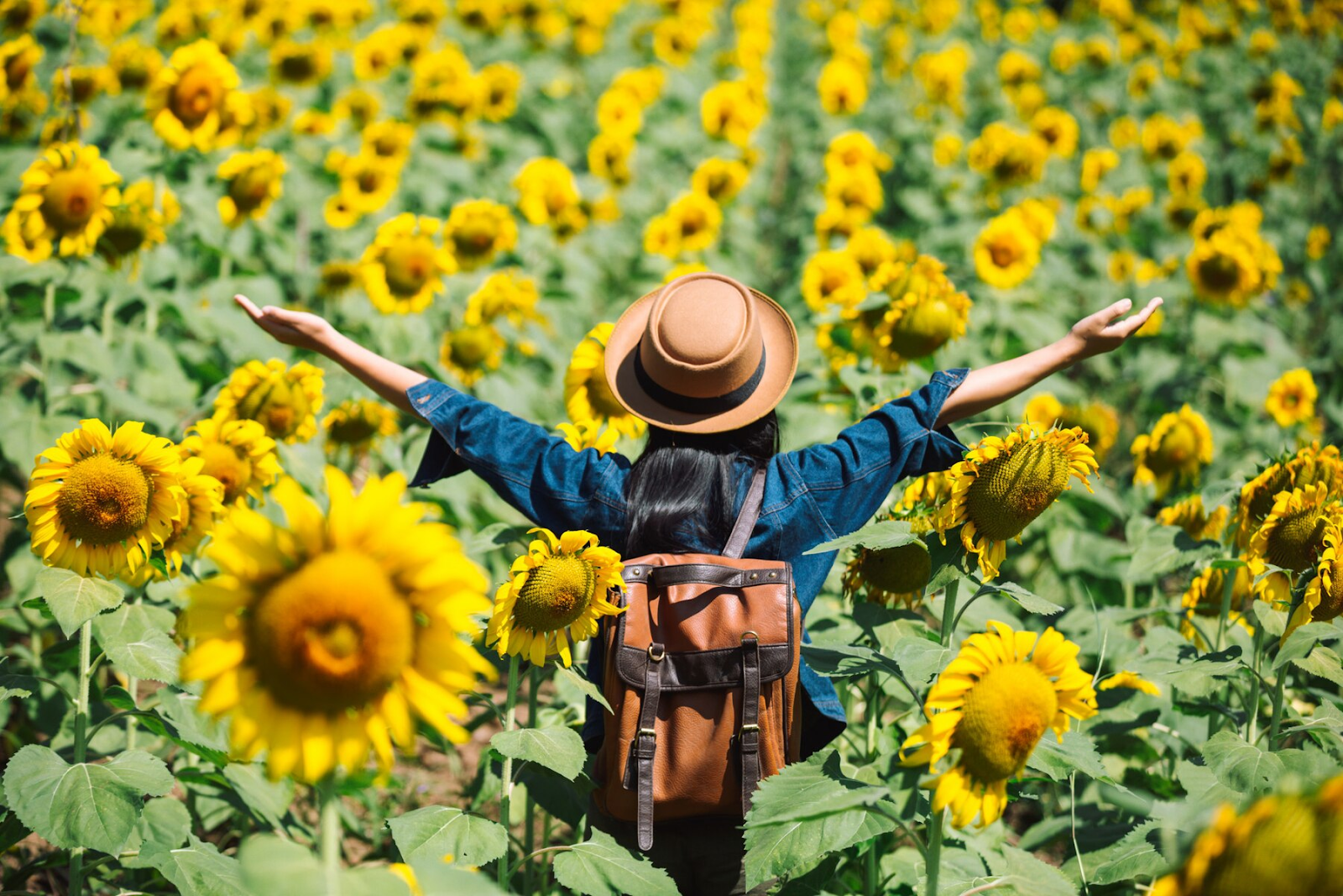 A girl exploring a sunflower field.
