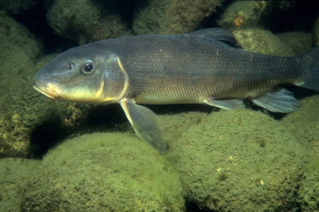 Mexican Dace (Evarra bustamantei) (Photo:a-z animals)