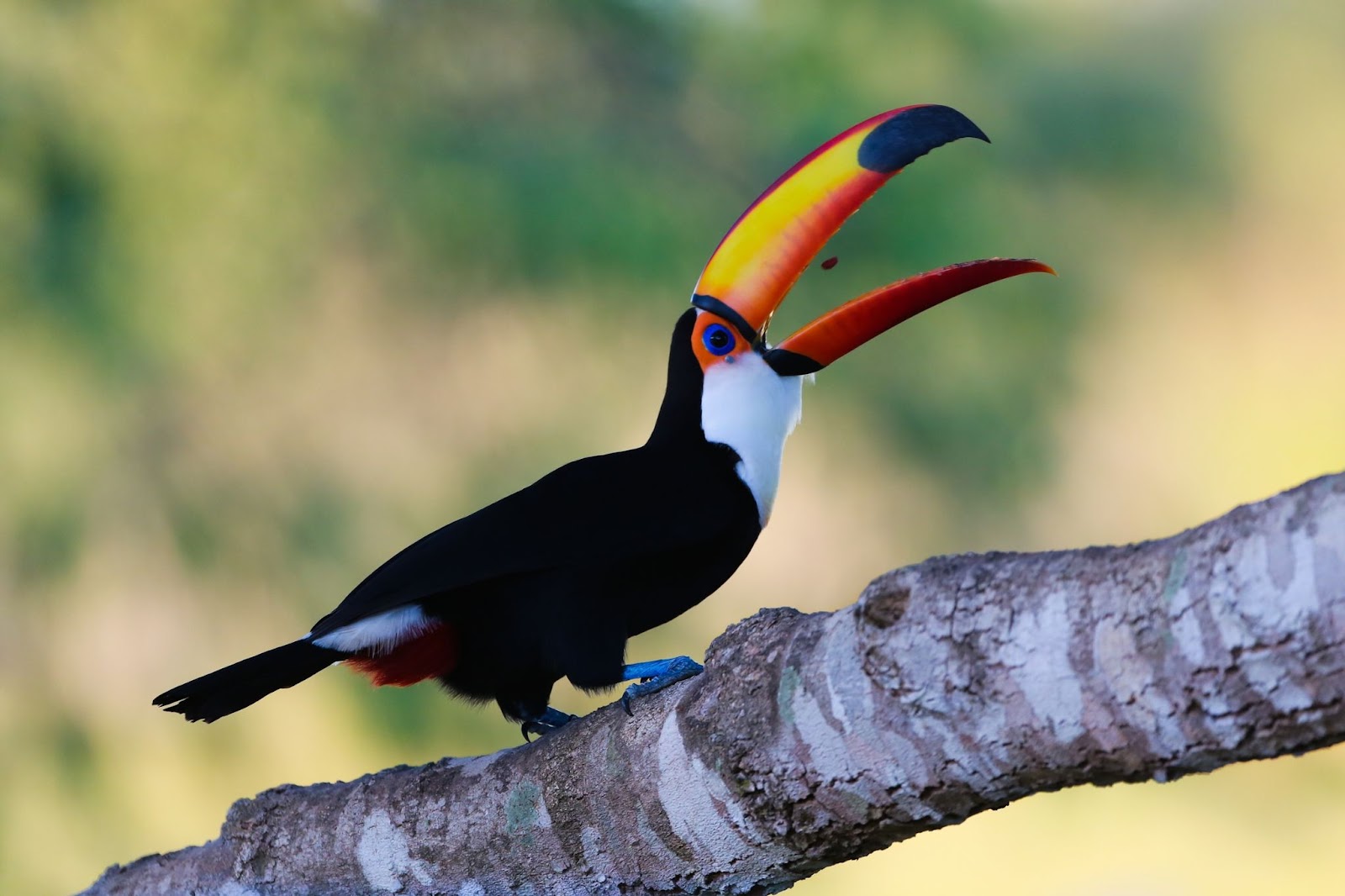 Toucans Of The Rainforest