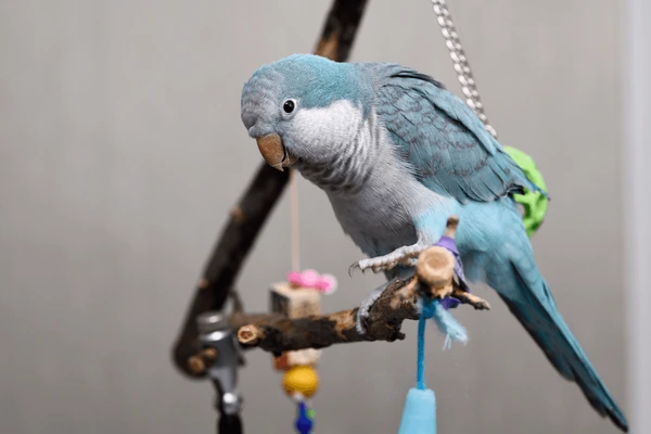 Quaker Parrot Blue For Sale