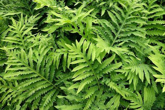 Sensitive Ferns 