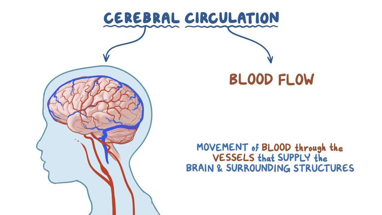 Cerebral circulation: Video, Anatomy & Definition | Osmosis