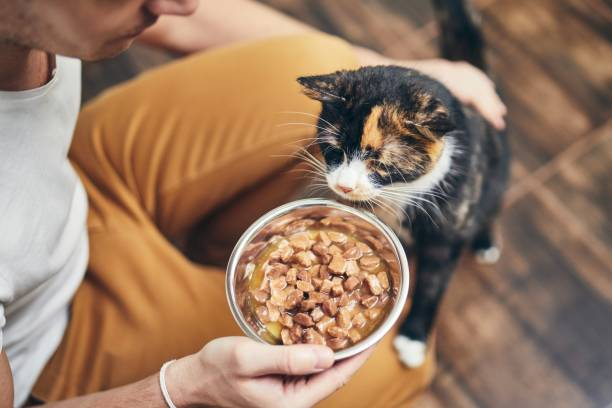 Common Mistakes in Feeding Cats