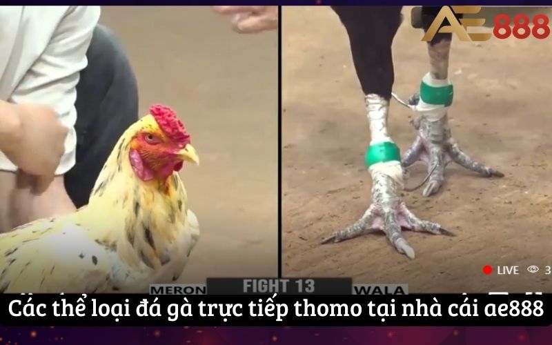 Các thể loại đá gà trực tiếp thomo tại nhà cái ae888