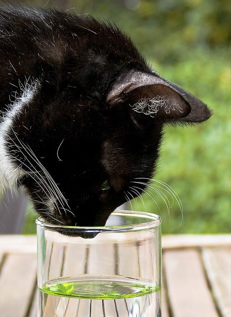 A cat drinking from a glass

Description automatically generated