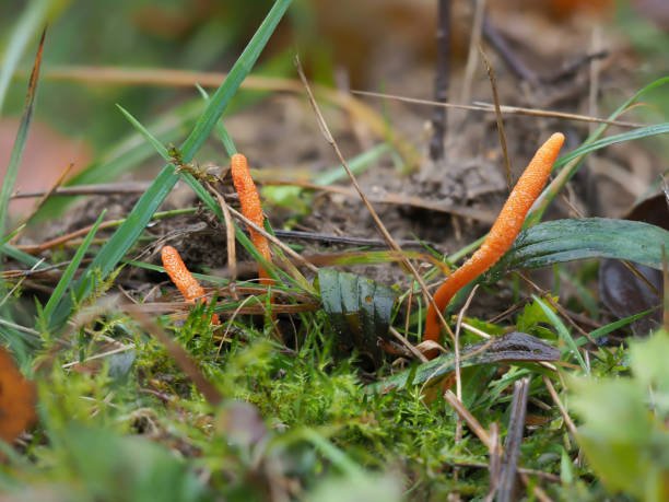  Cordyceps militaris ngoài tự nhiên