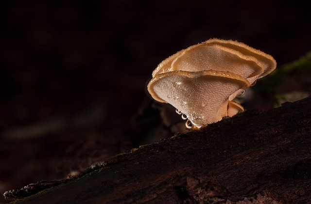 mushroom, mushrooms, reishi