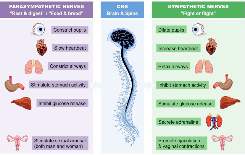 autonomic control