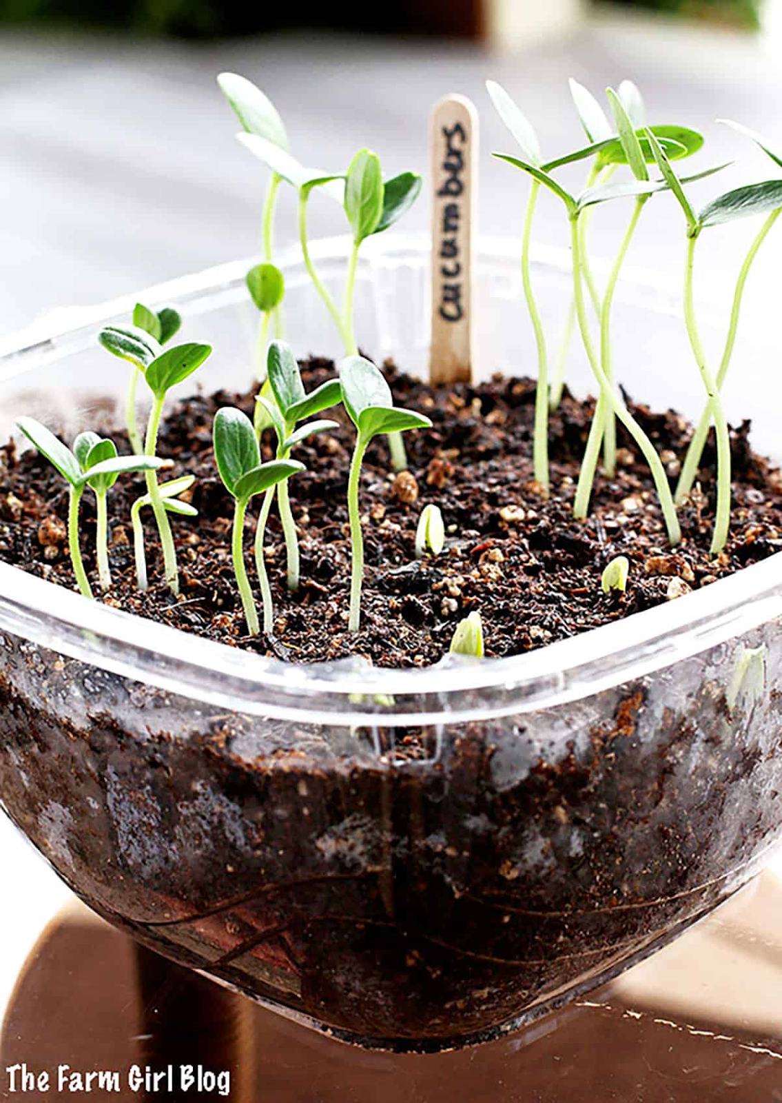 How To Germinate Cucumber Seeds