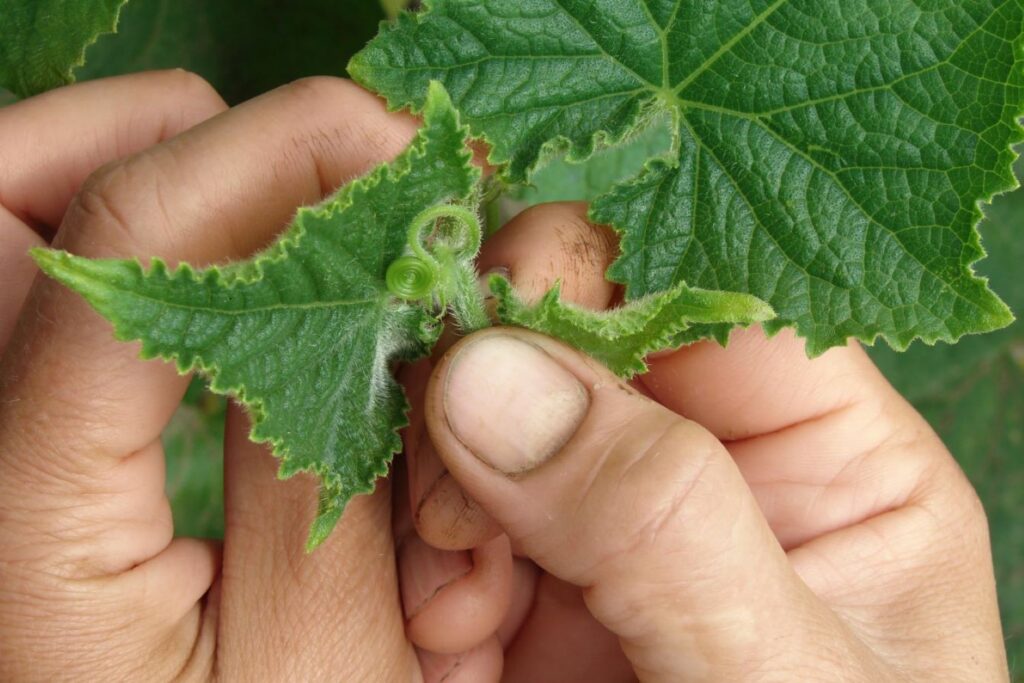 Caring for cucumbers in pots