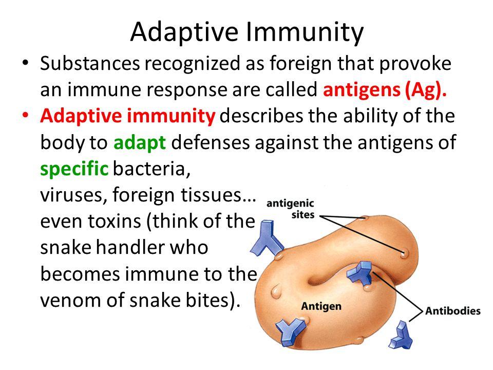 Adaptive Immunity Substances recognized as foreign that provoke an immune  response are called antigens (Ag). Adaptive immunity describes the ability  of. - ppt download