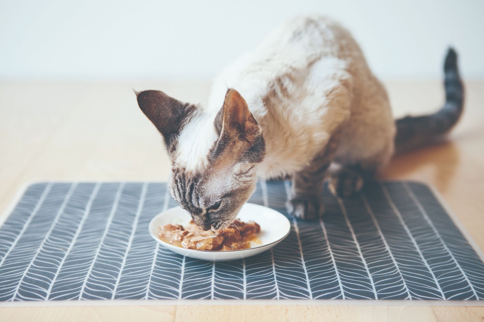 Кошка ест из миски