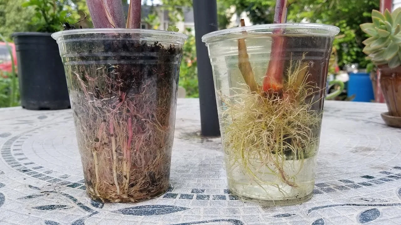 Do roots grow faster in water or soil