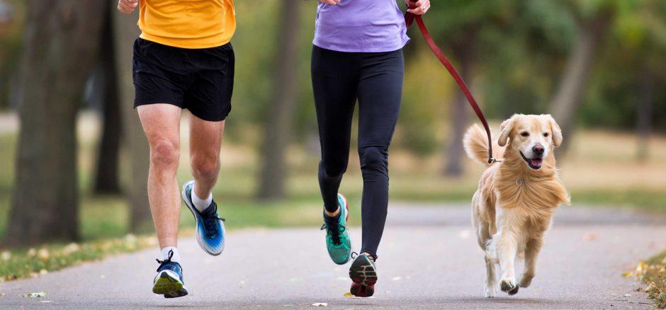 Chạy cùng cún yêu: Giống chó nào thích hợp đồng hành cùng dân chạy bộ?
