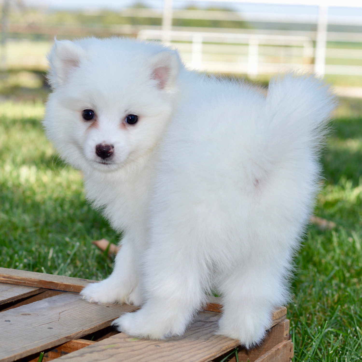 american eskimo dog puppy breed