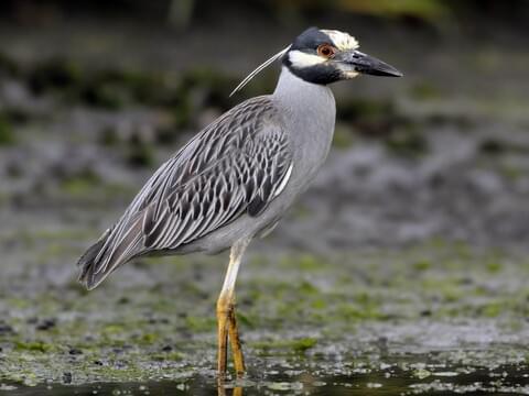Yellow-crowned Night Heron Identification, All About Birds, Cornell Lab of  Ornithology