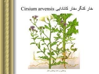 Cirsium arvensis  خار کنگر،خار کانادایی 