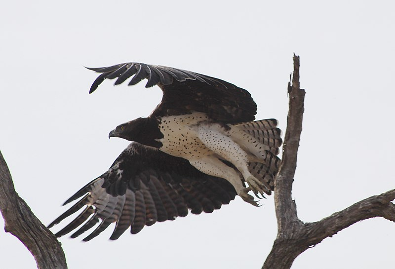 Martial Eagle