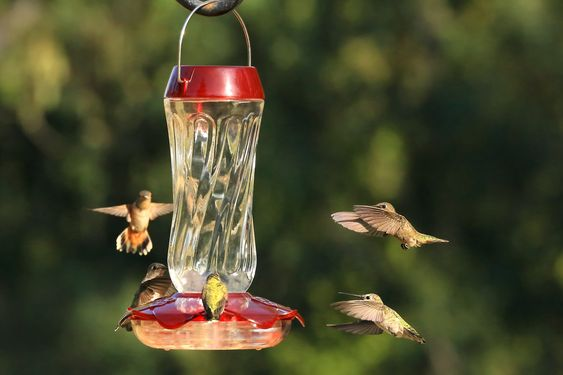 Hummingbirds Group