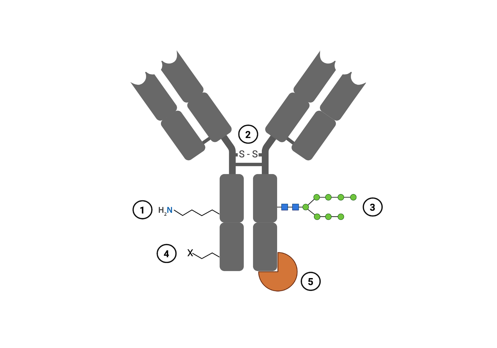 Antibody with five example conjugation sites indicated. Each site represents a different conjugation strategy, 1) lysine 2) cysteine 3) carbohydrate 4) sequence modifications 5) protein-protein interactions. 