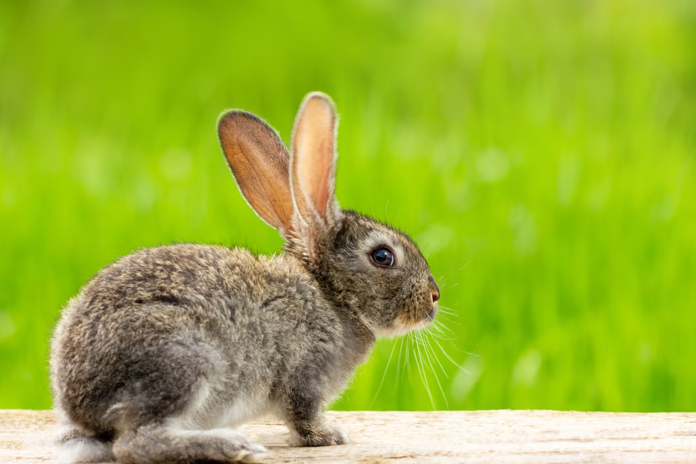 Curiosità sul coniglio: