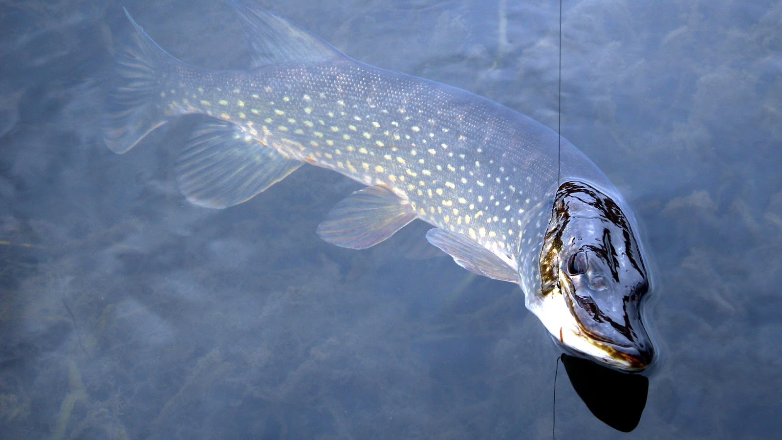 Fly fishing for Pike Fish - Tips tricks and fly selection