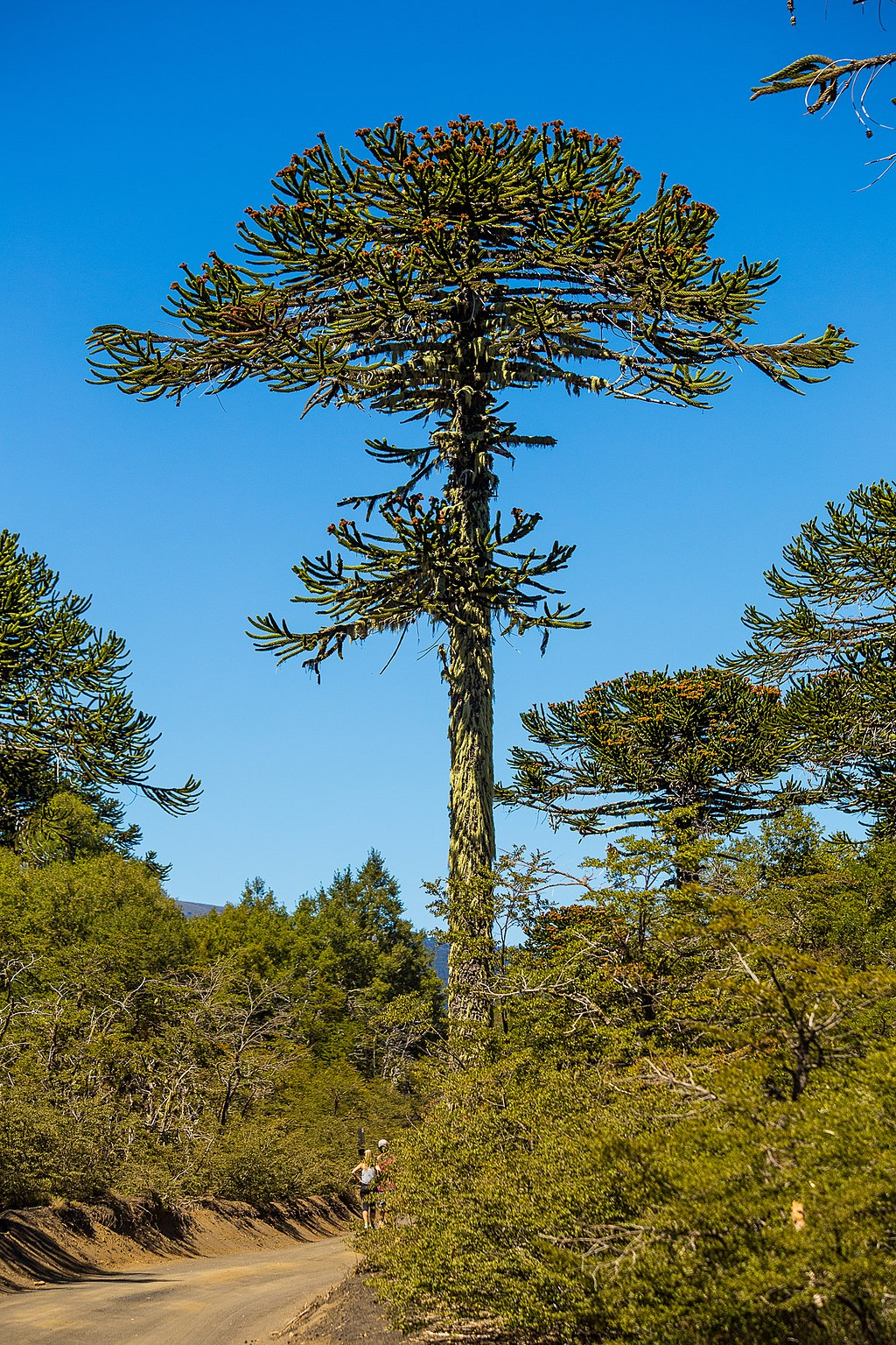 Araucaria Pine Trees