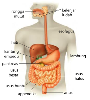 C:\Users\user\Downloads\tema 3 now\penjelasan pencernaan manusia.png