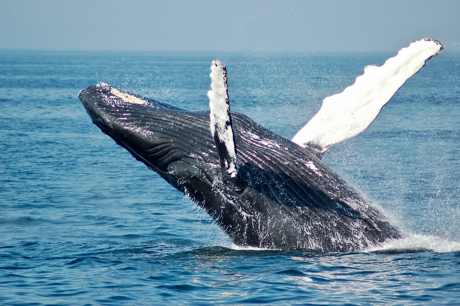 Majestic humpback whale breaching during whale watching in Hawaii.