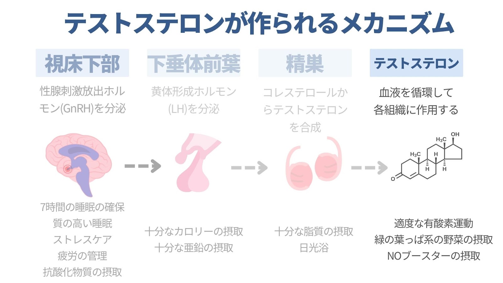 血流を整えてテストステロンを各組織に運ぶ