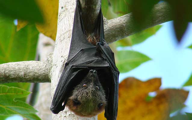 Image of fruit bat hanging upside down from tree branch in the daytime