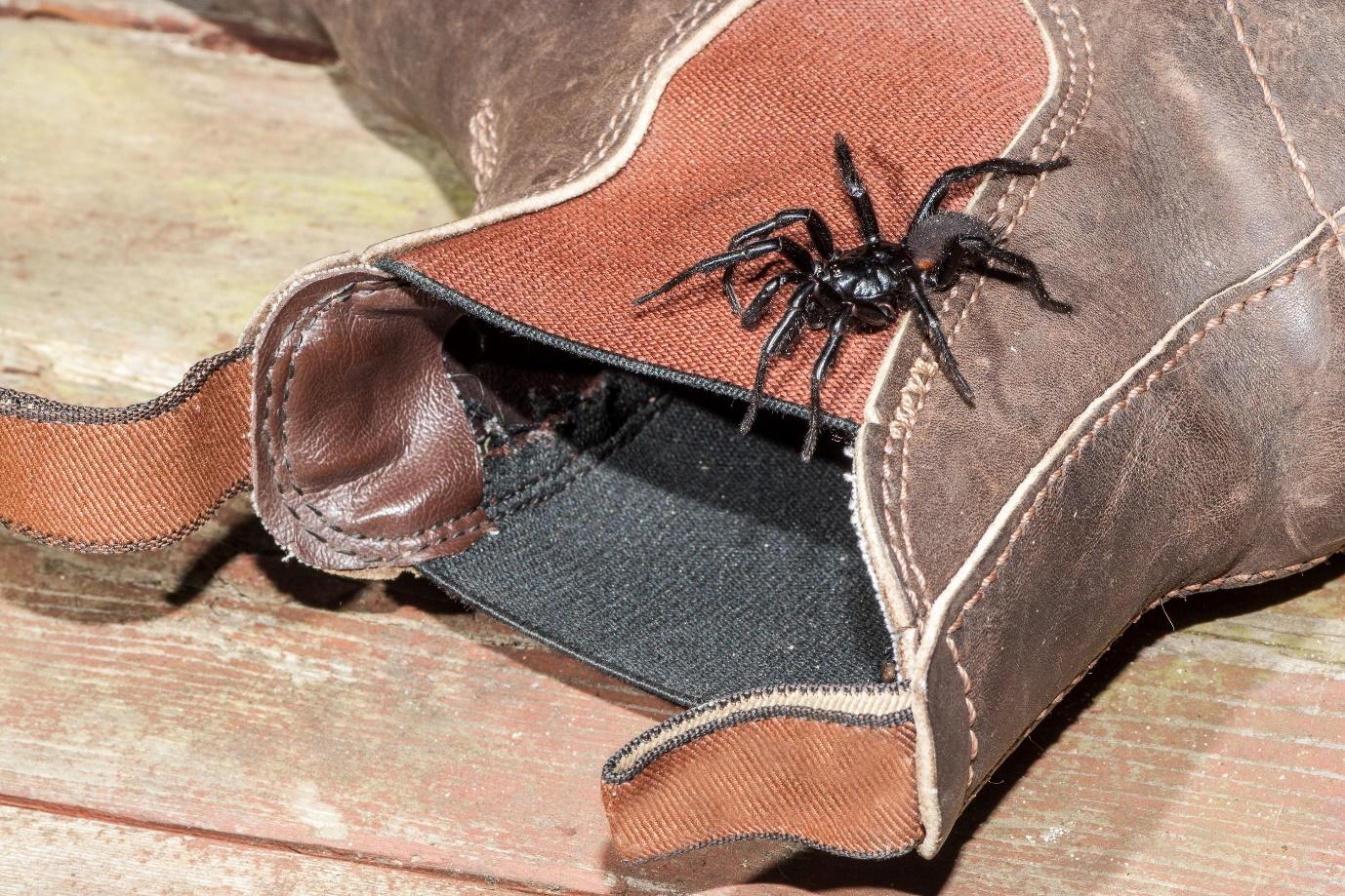 A spider on a shoeDescription automatically generated