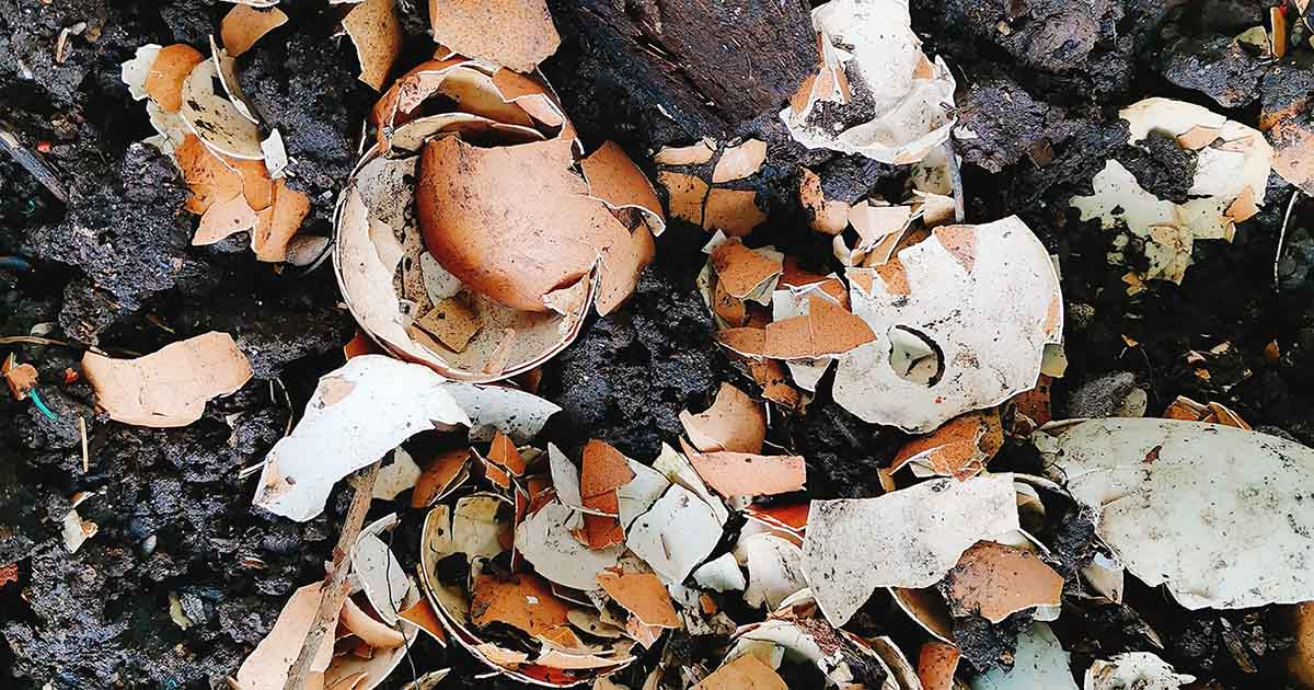Crushed Shells