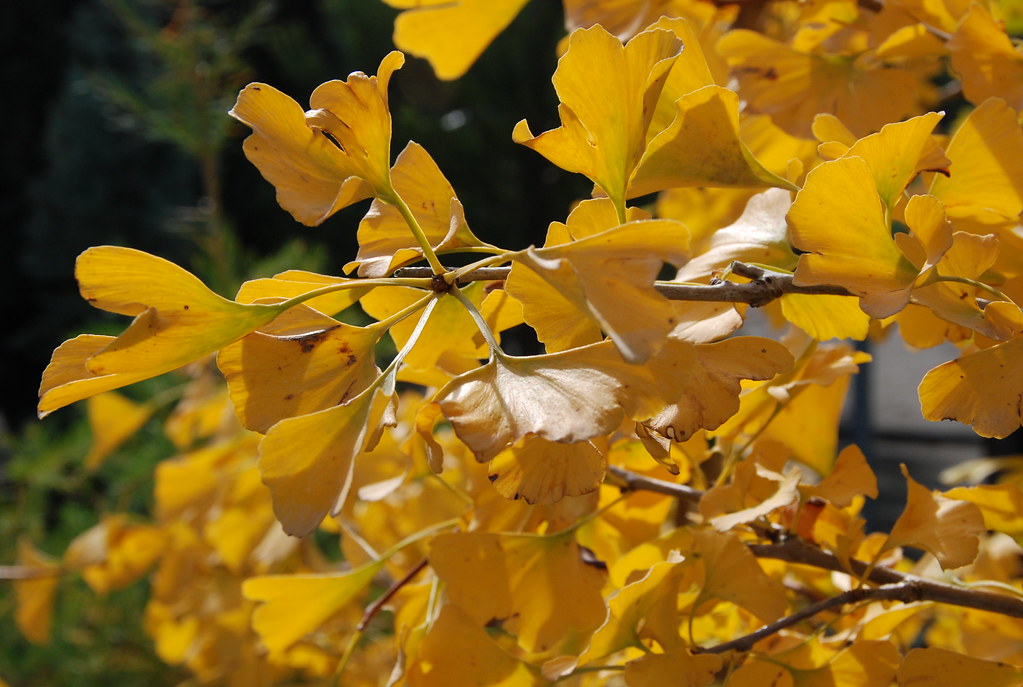 Ginko biloba - Flickr