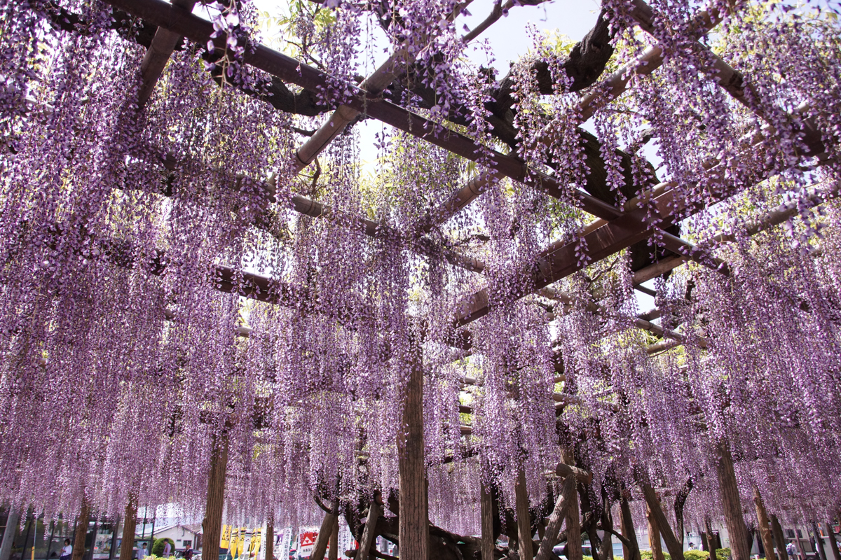 夏は紫陽花（あじさい）・花菖蒲（はなしょうぶ）・蓮