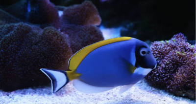 Reef safe fish for marine aquarium