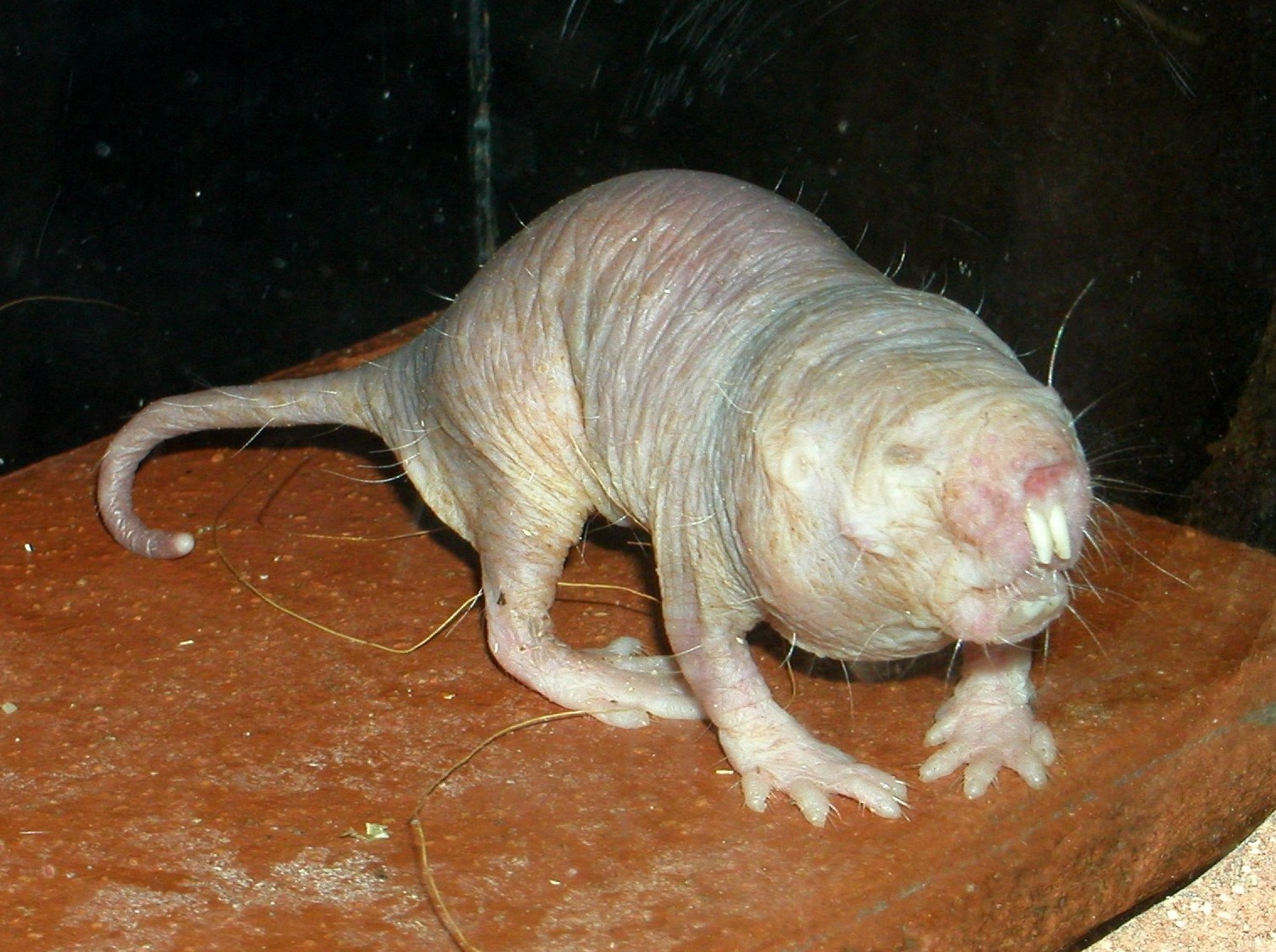 Naked Mole Rats