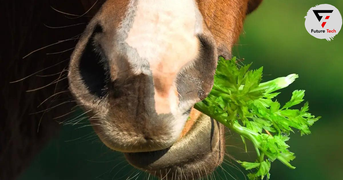 What Other Safe Substitutes For Celery Are Available For Horses?