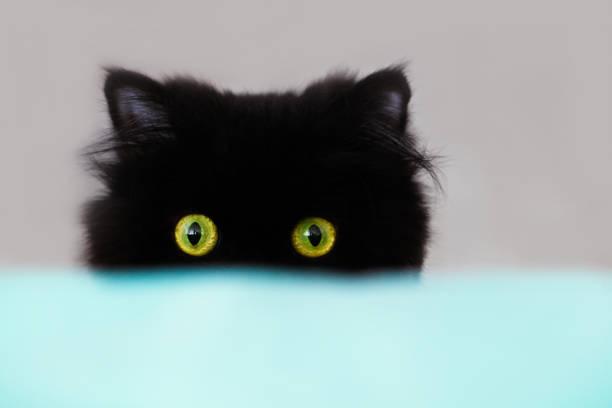 A black cat with yellow eyes

Description automatically generated