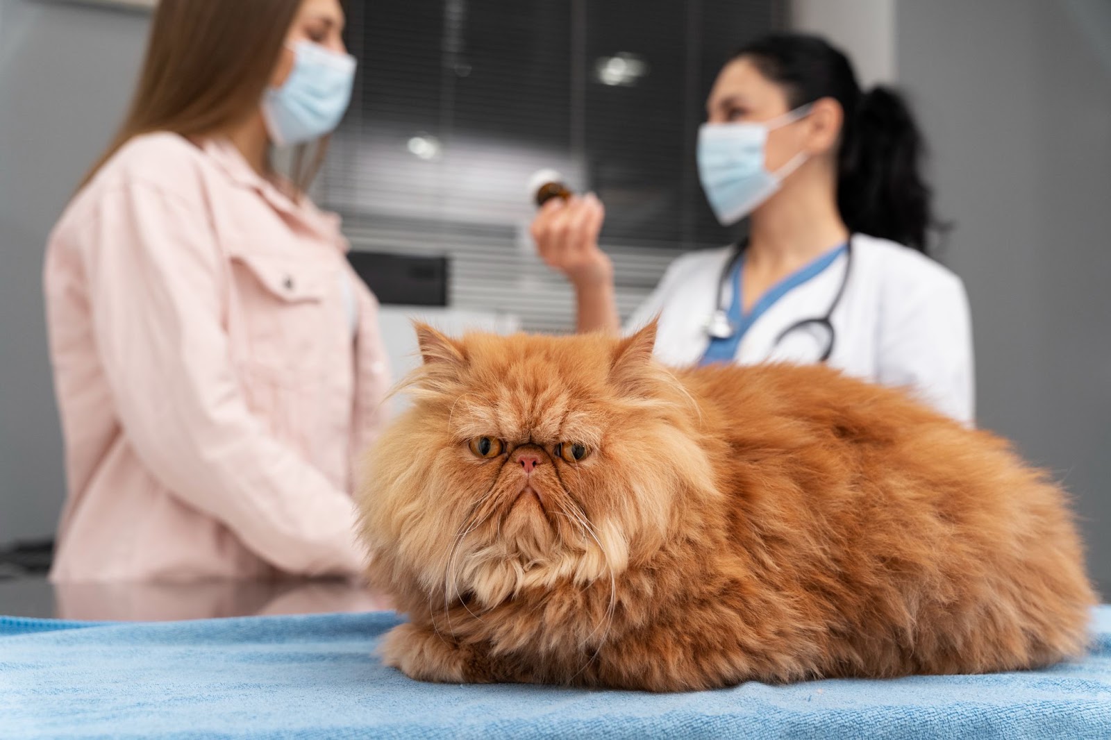 Vaccination for pet